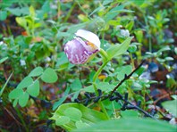 Цветок-хребет Байкальский